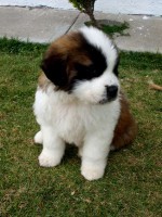 /album/fotogaleria-perritos/san-bernardo3-jpg/